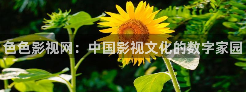 樱花视频免费下载