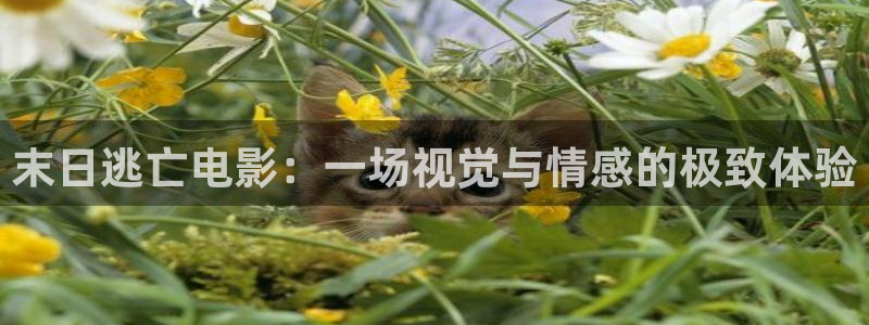17c樱花视频