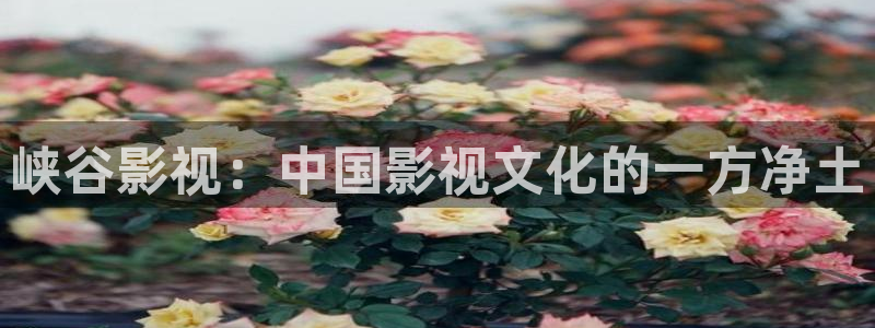 樱花视频观看